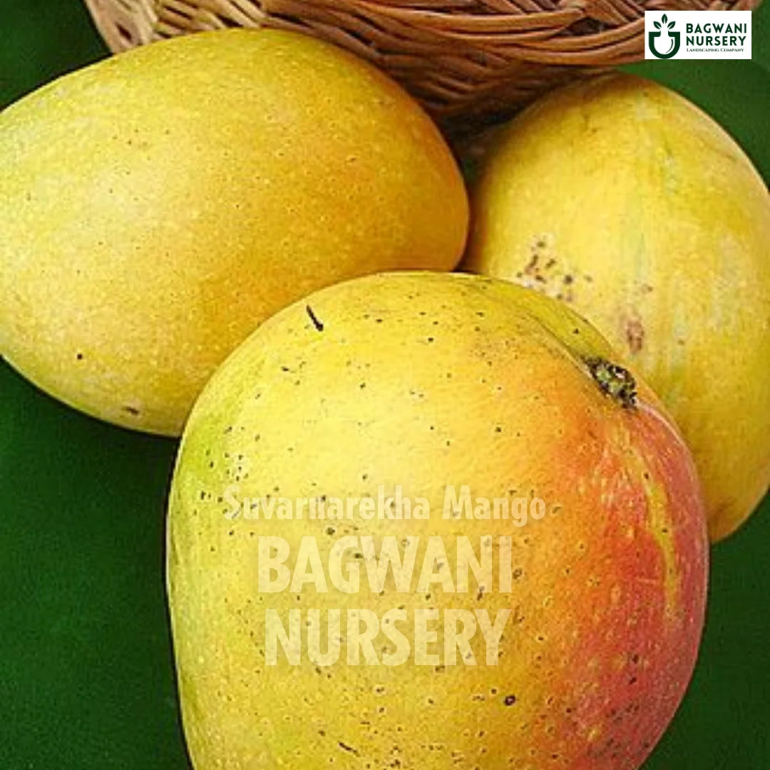 Suvarnarekha Mango tree Supplier, Mangifera Indica, Suvarnarekha Mango tree Supplier in India, Wholesale Suvarnarekha Mango, Wholesale Suvarnarekha Mango Supplier, Suvarnarekha Mango  Tree, Best Suvarnarekha Mango Nursery, Mangifera Indica in India, Bulk Suvarnarekha Mango Supplier, Fruit Tree, Fruit Tree Nursery, Wholesale Fruit Tree Supplier, Best Fruit Tree Nursery in India,
