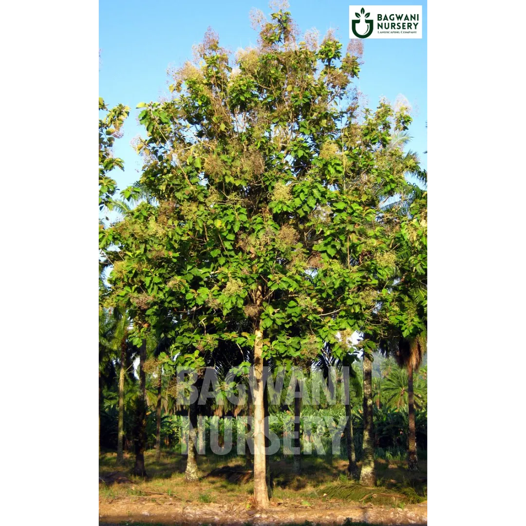 Teak tree Supplier, Tectona Grandis, Teak Supplier in India, Wholesale Teak, Wholesale Teak Supplier, Tectona Grandis Tree, Best Teak Nursery, Teak in India, Bulk Teak Supplier, Timber Tree, Timber Tree Nursery, Wholesale Timber Tree Supplier, Best Timber Tree Nursery in India,