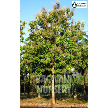 Teak tree Supplier, Tectona Grandis, Teak Supplier in India, Wholesale Teak, Wholesale Teak Supplier, Tectona Grandis Tree, Best Teak Nursery, Teak in India, Bulk Teak Supplier, Timber Tree, Timber Tree Nursery, Wholesale Timber Tree Supplier, Best Timber Tree Nursery in India,