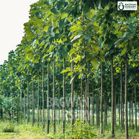 Teak tree Supplier, Tectona Grandis, Teak Supplier in India, Wholesale Teak, Wholesale Teak Supplier, Tectona Grandis Tree, Best Teak Nursery, Teak in India, Bulk Teak Supplier, Timber Tree, Timber Tree Nursery, Wholesale Timber Tree Supplier, Best Timber Tree Nursery in India,