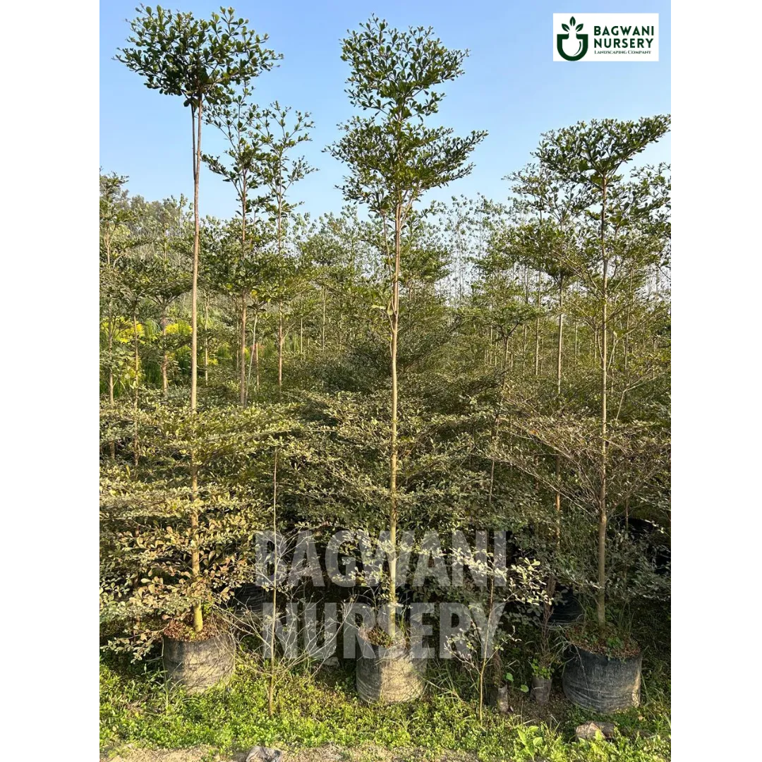 Terminalia tree Supplier, Terminalia Supplier in India, Wholesale Terminalia, Wholesale Terminalia Supplier,  Tree, Best Terminalia Nursery, Terminalia in India, Bulk Terminalia Supplier, Timber Tree, Timber Tree Nursery, Wholesale Timber Tree Supplier, Best Timber Tree Nursery in India,