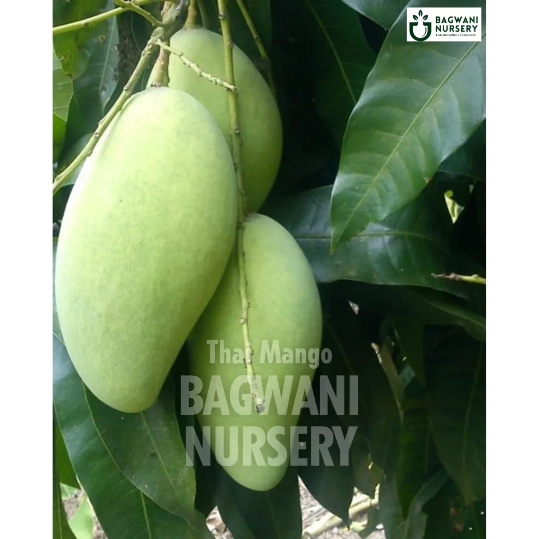 Thai Mango tree Supplier, Mangifera Indica, Thai Mango tree Supplier in India, Wholesale Thai Mango, Wholesale Thai Mango Supplier, Thai Mango  Tree, Best Thai Mango Nursery, Mangifera Indica in India, Bulk Thai Mango Supplier, Fruit Tree, Fruit Tree Nursery, Wholesale Fruit Tree Supplier, Best Fruit Tree Nursery in India,