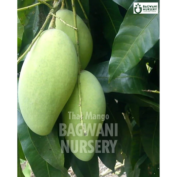 Thai Mango tree Supplier, Mangifera Indica, Thai Mango tree Supplier in India, Wholesale Thai Mango, Wholesale Thai Mango Supplier, Thai Mango  Tree, Best Thai Mango Nursery, Mangifera Indica in India, Bulk Thai Mango Supplier, Fruit Tree, Fruit Tree Nursery, Wholesale Fruit Tree Supplier, Best Fruit Tree Nursery in India,