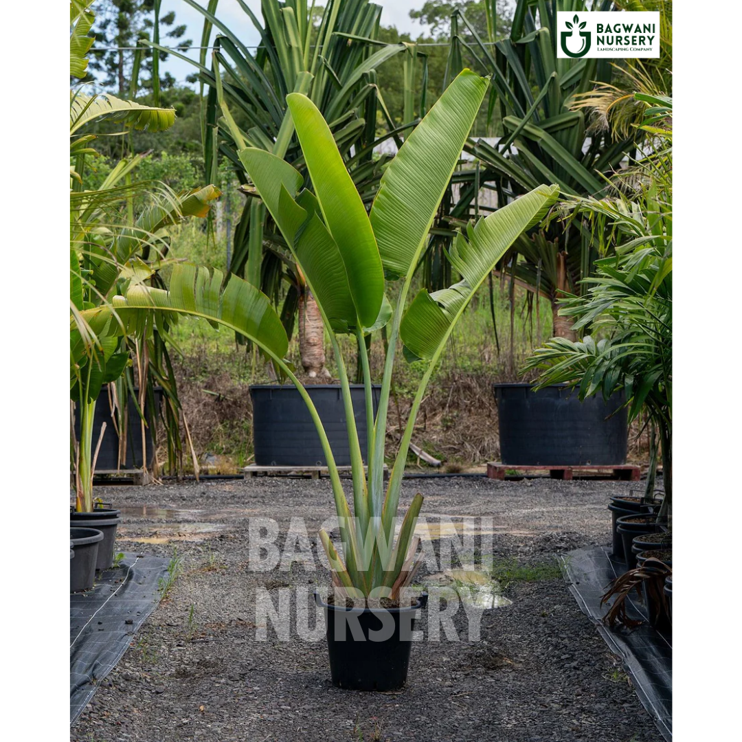 Traveller Palm Supplier, Traveller Palm Supplier in India, Wholesale Traveller Palm, Wholesale Traveller Palm Supplier, Traveller Palm Nursery, Best Traveller Palm Nursery, Traveller Palm in India, Bulk Traveller Palm Supplier