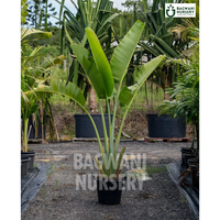 Traveller Palm Supplier, Traveller Palm Supplier in India, Wholesale Traveller Palm, Wholesale Traveller Palm Supplier, Traveller Palm Nursery, Best Traveller Palm Nursery, Traveller Palm in India, Bulk Traveller Palm Supplier