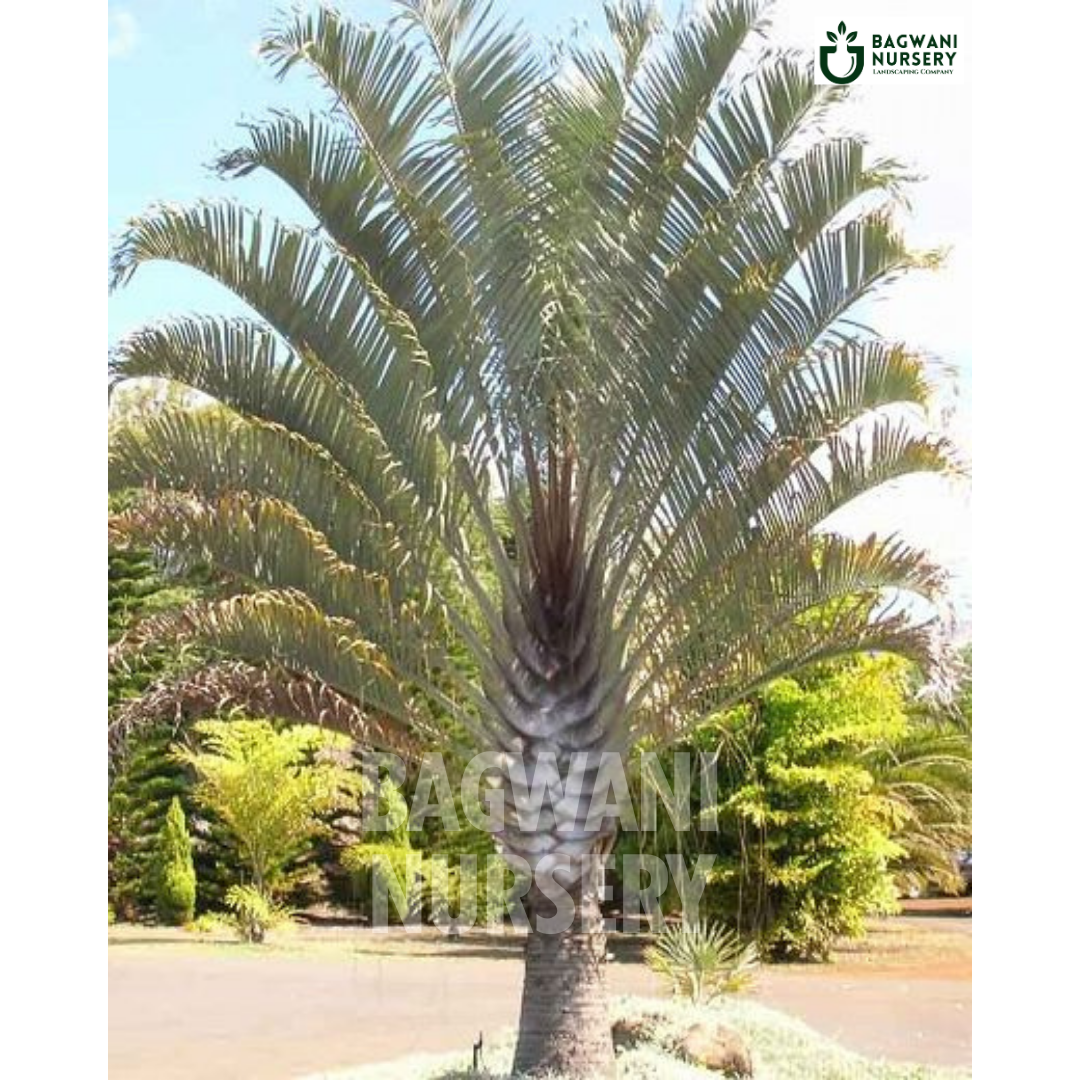 Triangle Palm Supplier, Triangle Palm Supplier in India, Wholesale Triangle Palm, Wholesale Triangle Palm Supplier, Triangle Palm Nursery, Best Triangle Palm Nursery, Triangle Palm in India, Bulk Triangle Palm Supplier