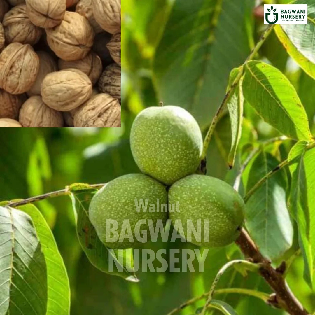 Walnut tree Supplier, Juglans Regia, Walnut tree Supplier in India, Wholesale Walnut, Wholesale Walnut Supplier, Walnut  Tree, Best Walnut Nursery, Juglans Regia in India, Bulk Walnut Supplier, Fruit Tree, Fruit Tree Nursery, Wholesale Fruit Tree Supplier, Best Fruit Tree Nursery in India,