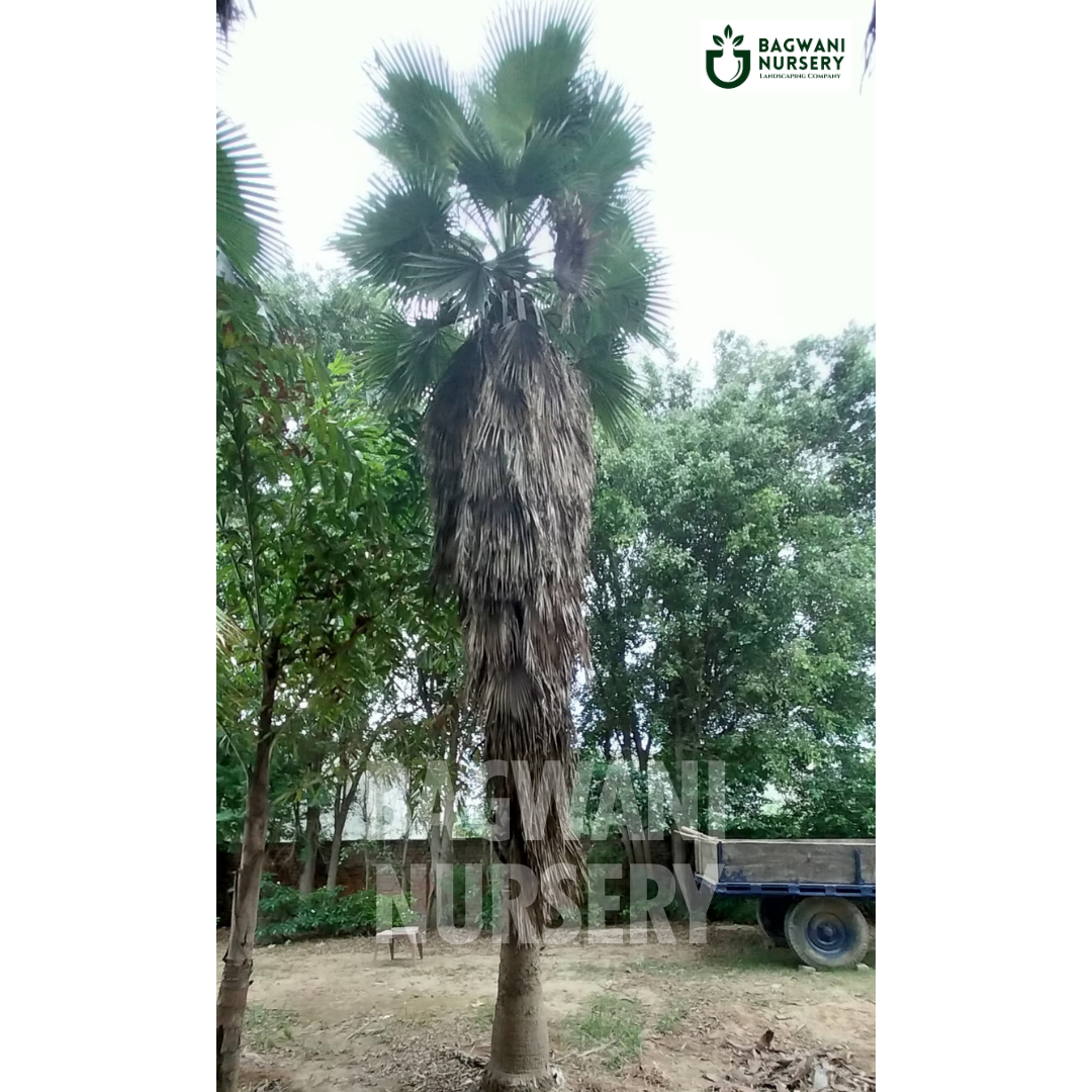 ,Washingtonia Palm Tree, ,Washingtonia Palm Supplier, ,Washingtonia Palm Supplier in India, ,Wholesale Washingtonia Palm, ,Wholesale Washingtonia Palm Supplier, ,Washingtonia Palm Nursery, ,Best Washingtonia Palm Nursery, ,Washingtonia Palm in India, ,Bulk Washingtonia Palm Supplier,