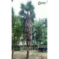 ,Washingtonia Palm Tree, ,Washingtonia Palm Supplier, ,Washingtonia Palm Supplier in India, ,Wholesale Washingtonia Palm, ,Wholesale Washingtonia Palm Supplier, ,Washingtonia Palm Nursery, ,Best Washingtonia Palm Nursery, ,Washingtonia Palm in India, ,Bulk Washingtonia Palm Supplier,