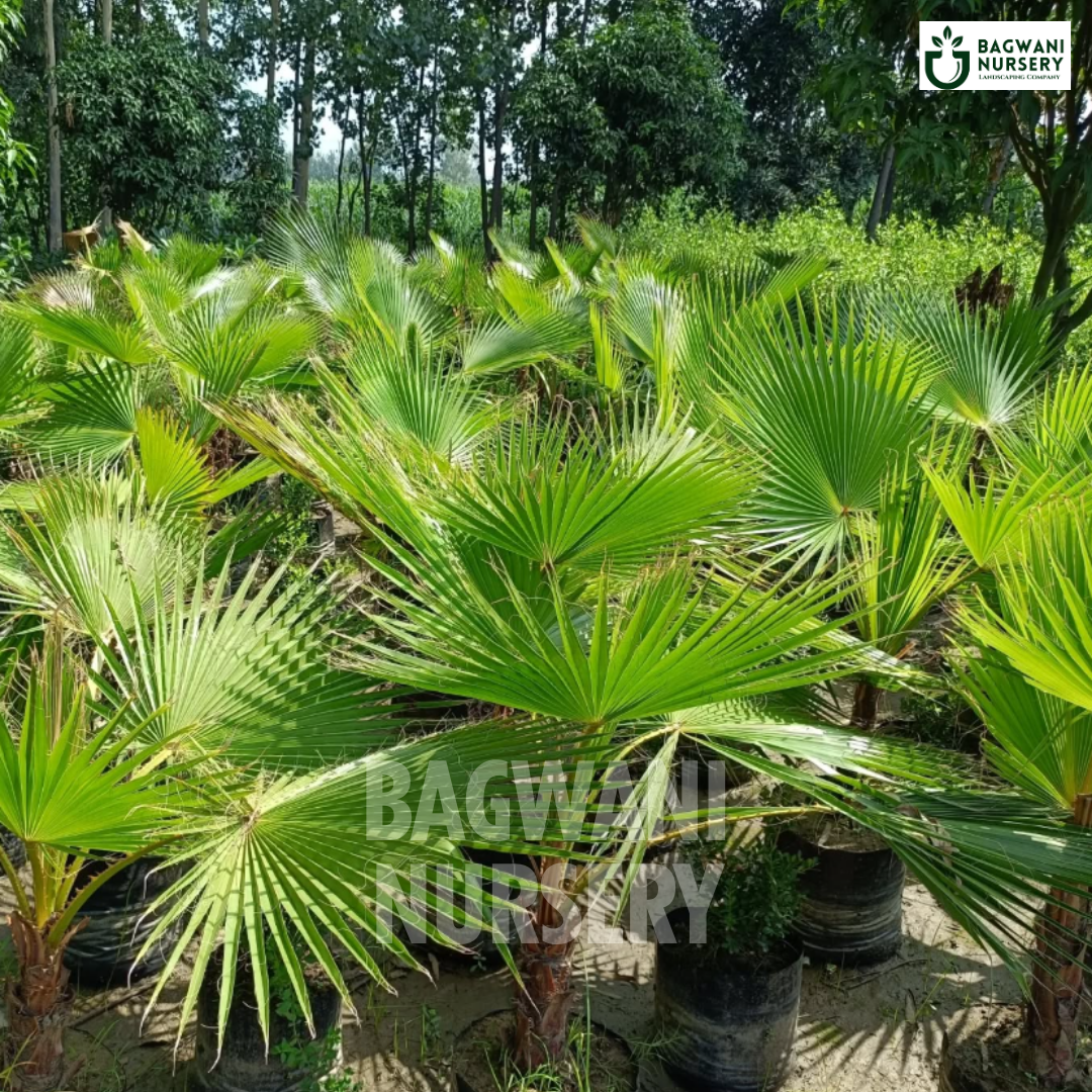 ,Washingtonia Palm Tree, ,Washingtonia Palm Supplier, ,Washingtonia Palm Supplier in India, ,Wholesale Washingtonia Palm, ,Wholesale Washingtonia Palm Supplier, ,Washingtonia Palm Nursery, ,Best Washingtonia Palm Nursery, ,Washingtonia Palm in India, ,Bulk Washingtonia Palm Supplier,