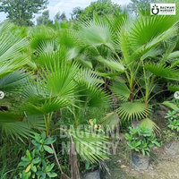 ,Washingtonia Palm Tree, ,Washingtonia Palm Supplier, ,Washingtonia Palm Supplier in India, ,Wholesale Washingtonia Palm, ,Wholesale Washingtonia Palm Supplier, ,Washingtonia Palm Nursery, ,Best Washingtonia Palm Nursery, ,Washingtonia Palm in India, ,Bulk Washingtonia Palm Supplier,