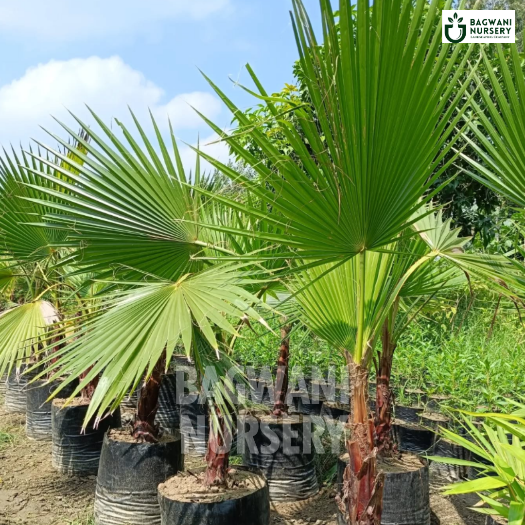 ,Washingtonia Palm Tree, ,Washingtonia Palm Supplier, ,Washingtonia Palm Supplier in India, ,Wholesale Washingtonia Palm, ,Wholesale Washingtonia Palm Supplier, ,Washingtonia Palm Nursery, ,Best Washingtonia Palm Nursery, ,Washingtonia Palm in India, ,Bulk Washingtonia Palm Supplier,