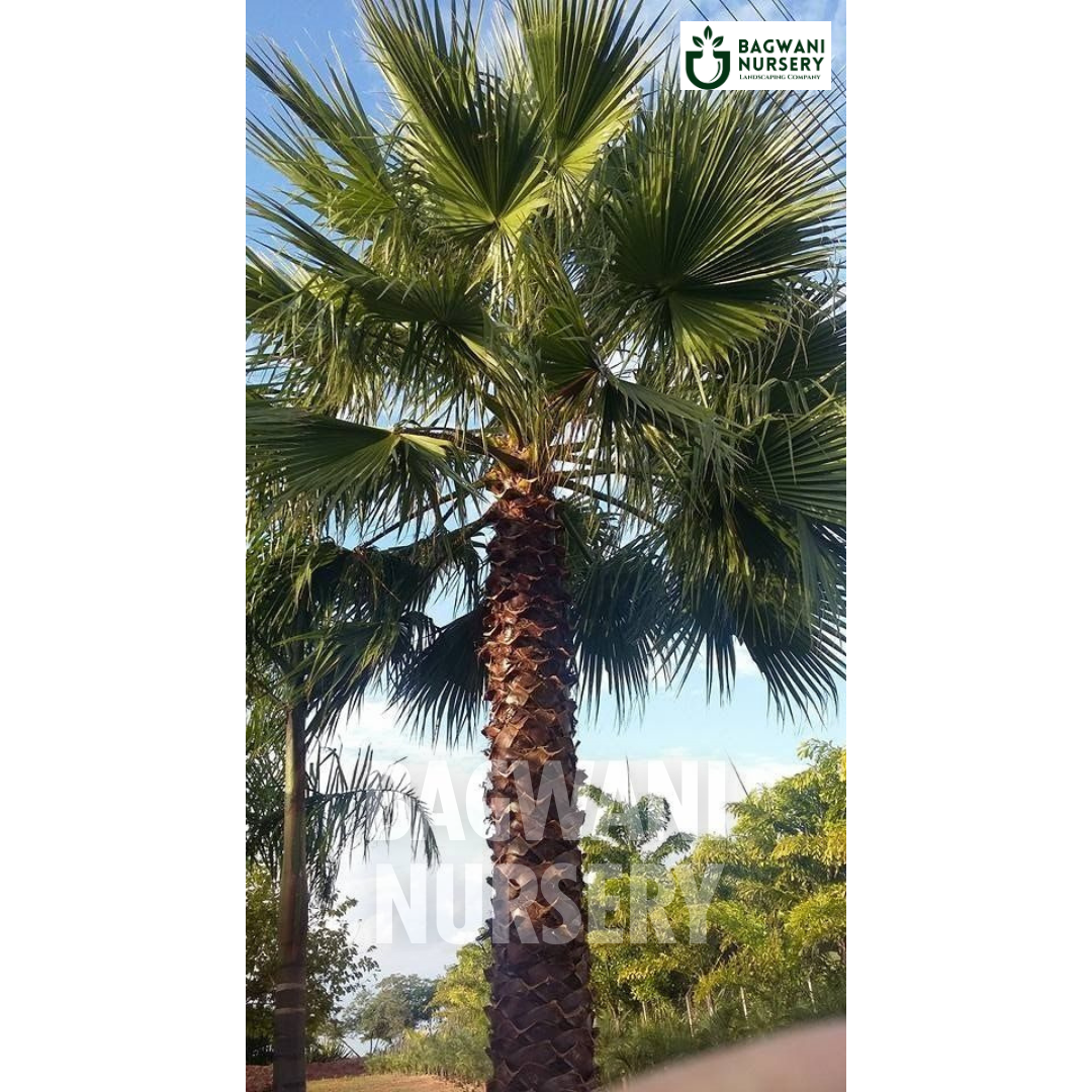 ,Washingtonia Palm Tree, ,Washingtonia Palm Supplier, ,Washingtonia Palm Supplier in India, ,Wholesale Washingtonia Palm, ,Wholesale Washingtonia Palm Supplier, ,Washingtonia Palm Nursery, ,Best Washingtonia Palm Nursery, ,Washingtonia Palm in India, ,Bulk Washingtonia Palm Supplier,