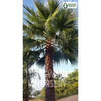 ,Washingtonia Palm Tree, ,Washingtonia Palm Supplier, ,Washingtonia Palm Supplier in India, ,Wholesale Washingtonia Palm, ,Wholesale Washingtonia Palm Supplier, ,Washingtonia Palm Nursery, ,Best Washingtonia Palm Nursery, ,Washingtonia Palm in India, ,Bulk Washingtonia Palm Supplier,