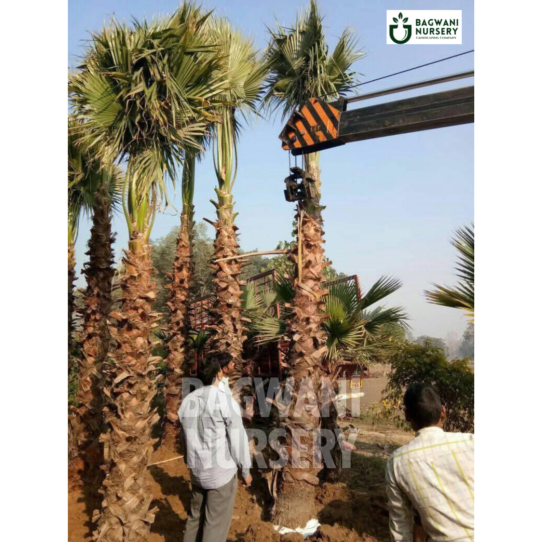 ,Washingtonia Palm Tree, ,Washingtonia Palm Supplier, ,Washingtonia Palm Supplier in India, ,Wholesale Washingtonia Palm, ,Wholesale Washingtonia Palm Supplier, ,Washingtonia Palm Nursery, ,Best Washingtonia Palm Nursery, ,Washingtonia Palm in India, ,Bulk Washingtonia Palm Supplier,