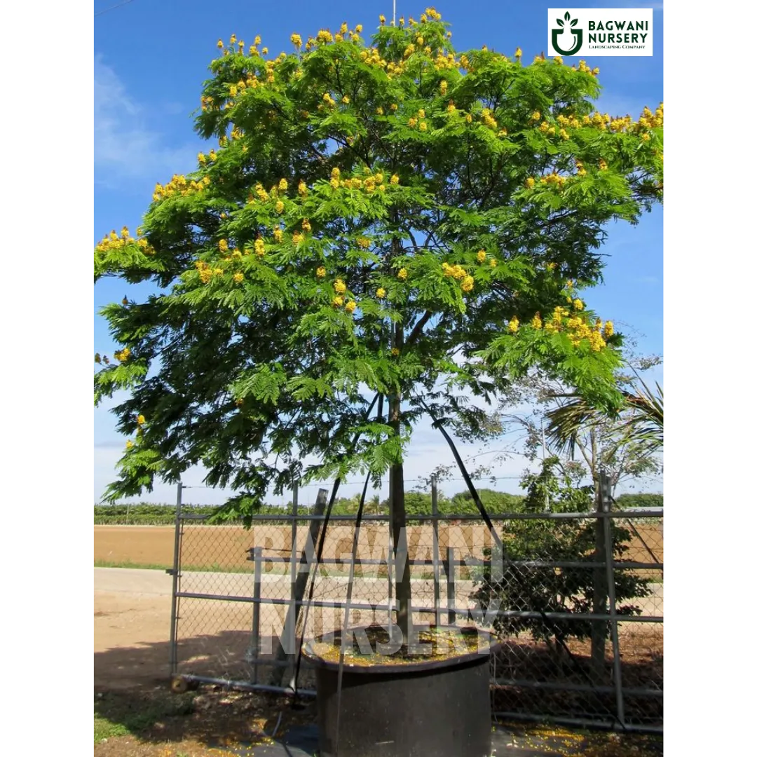 Yellow Gulmohar tree Supplier, Peltophorum Pterocarpum, Yellow Gulmohar Supplier in India, Wholesale Yellow Gulmohar, Wholesale Yellow Gulmohar Supplier, Yellow Gulmohar  Tree, Best Yellow Gulmohar Nursery, Yellow Gulmohar in India, Bulk Yellow Gulmohar Supplier, Timber Tree, Timber Tree Nursery, Wholesale Timber Tree Supplier, Best Timber Tree Nursery in India,