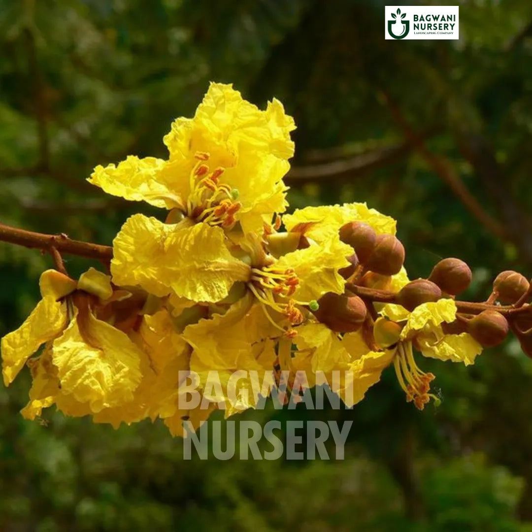 Yellow Gulmohar tree Supplier, Peltophorum Pterocarpum, Yellow Gulmohar Supplier in India, Wholesale Yellow Gulmohar, Wholesale Yellow Gulmohar Supplier, Yellow Gulmohar  Tree, Best Yellow Gulmohar Nursery, Yellow Gulmohar in India, Bulk Yellow Gulmohar Supplier, Timber Tree, Timber Tree Nursery, Wholesale Timber Tree Supplier, Best Timber Tree Nursery in India,