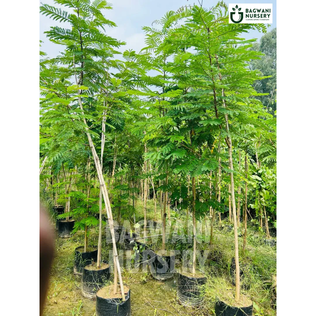 Yellow Gulmohar tree Supplier, Peltophorum Pterocarpum, Yellow Gulmohar Supplier in India, Wholesale Yellow Gulmohar, Wholesale Yellow Gulmohar Supplier, Yellow Gulmohar  Tree, Best Yellow Gulmohar Nursery, Yellow Gulmohar in India, Bulk Yellow Gulmohar Supplier, Timber Tree, Timber Tree Nursery, Wholesale Timber Tree Supplier, Best Timber Tree Nursery in India,
