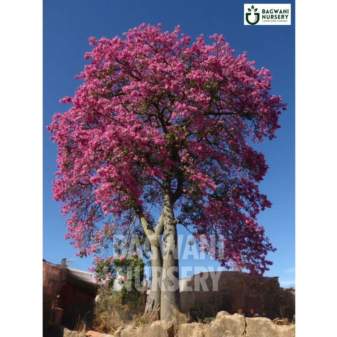 Chorisia Speciosa tree Supplier, Silk Floss Tree, Chorisia Speciosa Supplier in India, Wholesale Chorisia Speciosa, Wholesale Chorisia Speciosa Supplier, Silk Floss Tree Tree, Best Chorisia Speciosa Nursery, Chorisia Speciosa in India, Bulk Chorisia Speciosa Supplier, Timber Tree, Timber Tree Nursery, Wholesale Timber Tree Supplier, Best Timber Tree Nursery in India,