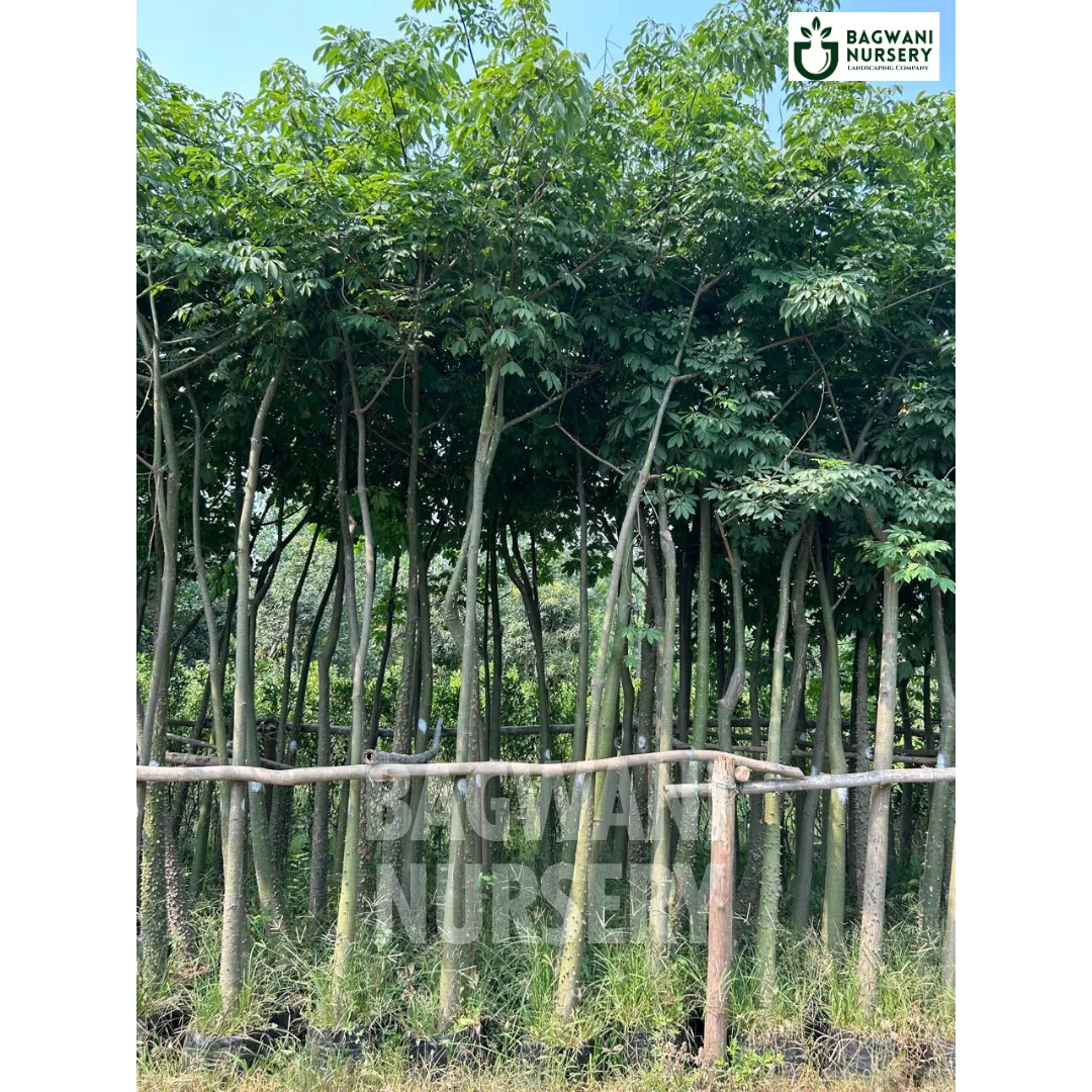 Chorisia Speciosa tree Supplier, Silk Floss Tree, Chorisia Speciosa Supplier in India, Wholesale Chorisia Speciosa, Wholesale Chorisia Speciosa Supplier, Silk Floss Tree Tree, Best Chorisia Speciosa Nursery, Chorisia Speciosa in India, Bulk Chorisia Speciosa Supplier, Timber Tree, Timber Tree Nursery, Wholesale Timber Tree Supplier, Best Timber Tree Nursery in India,