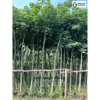 Chorisia Speciosa tree Supplier, Silk Floss Tree, Chorisia Speciosa Supplier in India, Wholesale Chorisia Speciosa, Wholesale Chorisia Speciosa Supplier, Silk Floss Tree Tree, Best Chorisia Speciosa Nursery, Chorisia Speciosa in India, Bulk Chorisia Speciosa Supplier, Timber Tree, Timber Tree Nursery, Wholesale Timber Tree Supplier, Best Timber Tree Nursery in India,