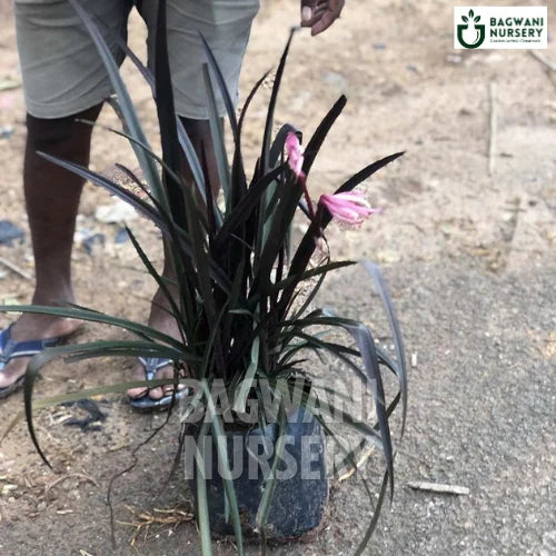 Black Spider lily, Black Spider lily plant, Crinum lily Black Spider lily Tree, Green Crinum lily Plant, Black Spider lily Tree in Bulk,