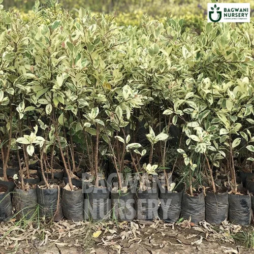 Ficus Safari, Ficus Safari plant, Ficus Benjamina Tree, Ficus Safari Tree, Ficus Benjamina Tree Plant, Ficus Safari in Bulk,