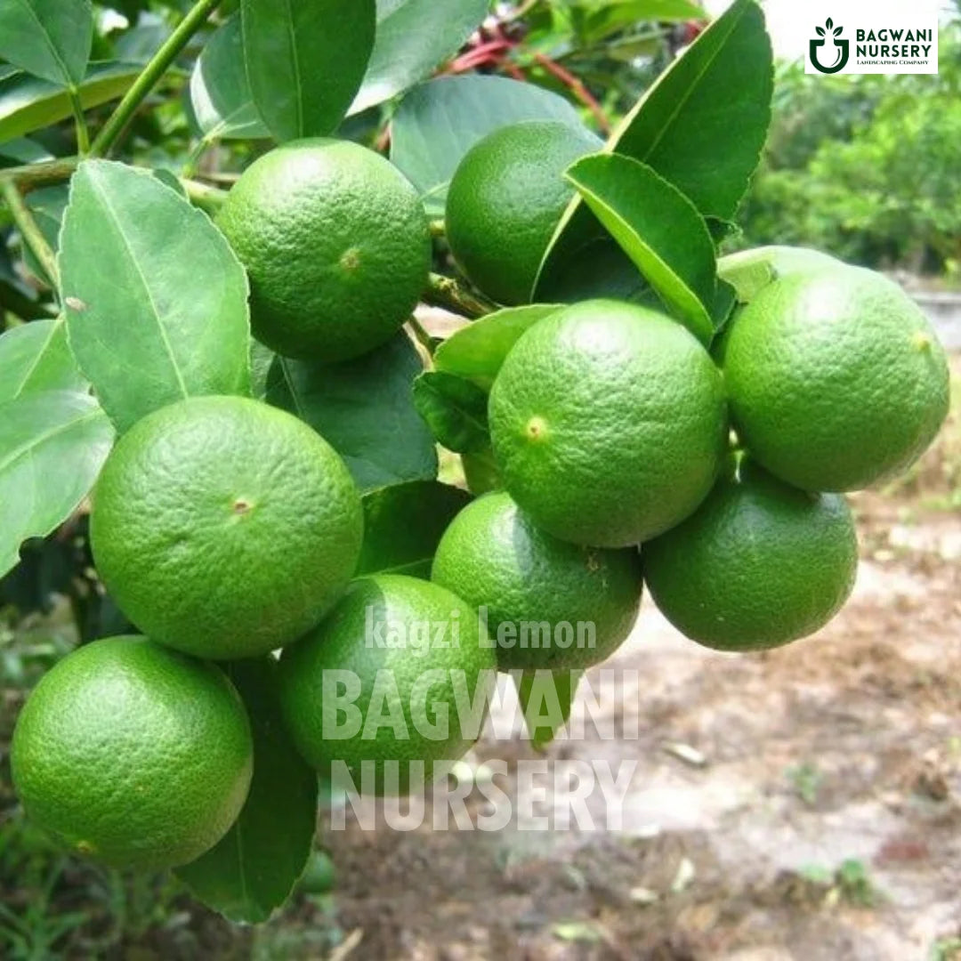 Kagzi Lemon tree Supplier, Citrus Aurantiifolia, Kagzi Lemon tree Supplier in India, Wholesale Kagzi Lemon, Wholesale Kagzi Lemon Supplier, Kagzi Lemon  Tree, Best Kagzi Lemon Nursery, Citrus Aurantiifolia in India, Bulk Kagzi Lemon Supplier, Fruit Tree, Fruit Tree Nursery, Wholesale Fruit Tree Supplier, Best Fruit Tree Nursery in India,