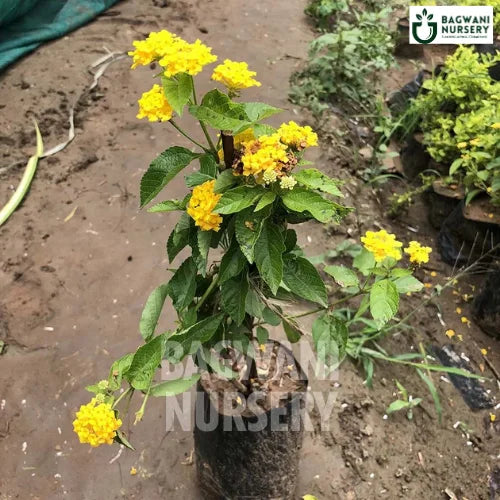 Lantana, Lantana plant, Lantana Camara Tree, Lantana Tree, Lantana Camara Tree Plant, Lantana in Bulk,