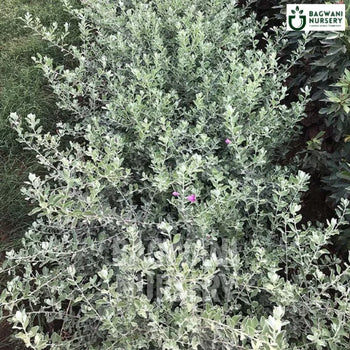 Nicodevia, Nicodevia plant, Leucophyllum Frutescens Tree, Nicodevia Tree, Leucophyllum Frutescens Tree Plant, Nicodevia in Bulk,
