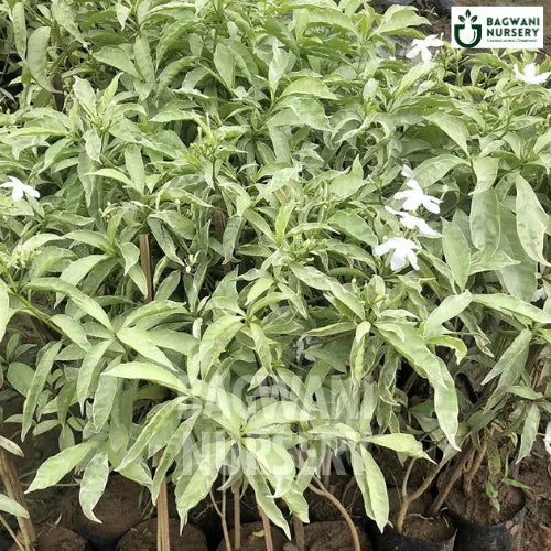 Variegated Indian Jasmine, Variegated Indian Jasmine plant, Tabernaemontana Divaricata VariegataTree, Variegated Indian Jasmine Tree, Tabernaemontana Divaricata VariegataTree Plant, Variegated Indian Jasmine in Bulk,